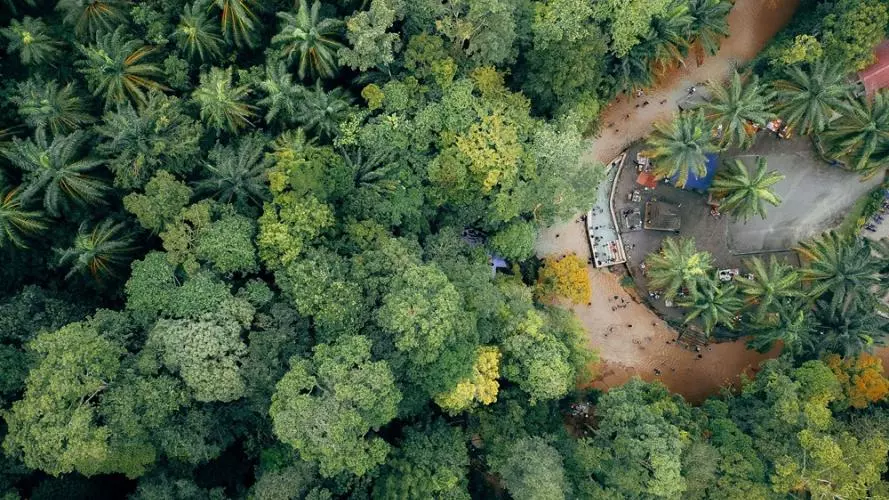 tropical_forest