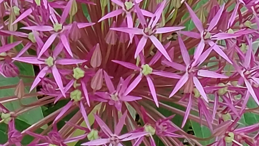 flower