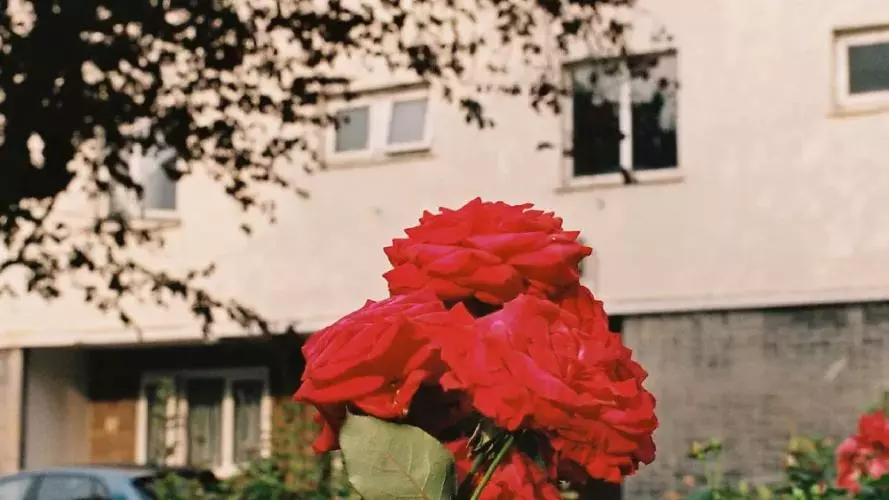 utf 82025  up launch  concrete roses resized jpg