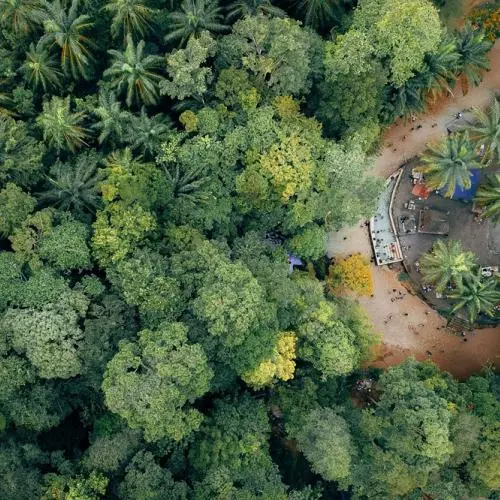 tropical_forest